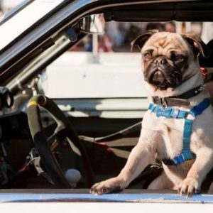 funny-dog-watching-in-car