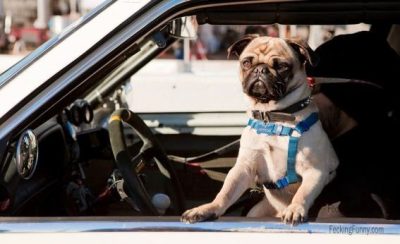 funny-dog-watching-in-car