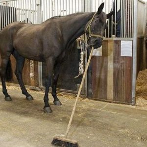 horse-cleaner