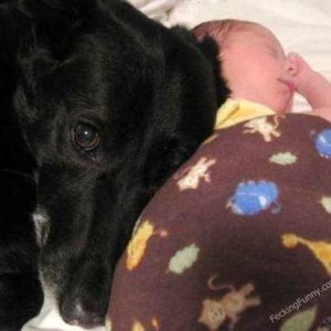 dog-baby-sitter