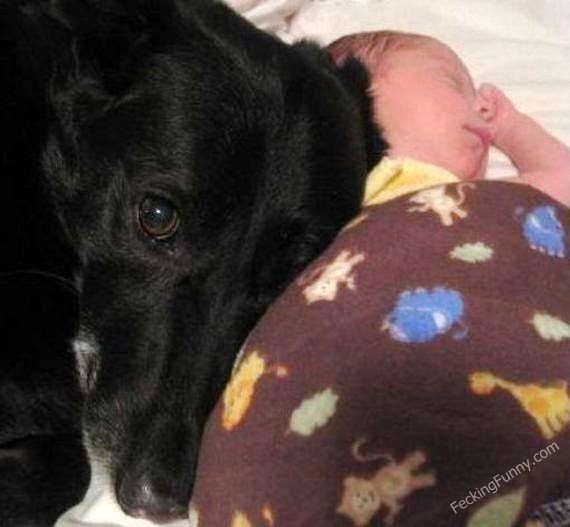 dog-baby-sitter