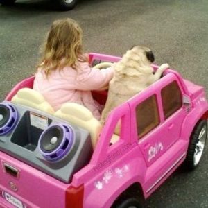 girl-driving-with-dog