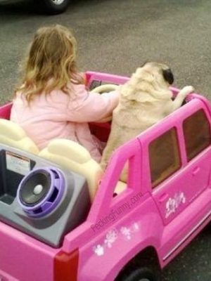 Girl driving with dog
