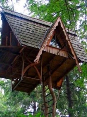 Funny tree top house