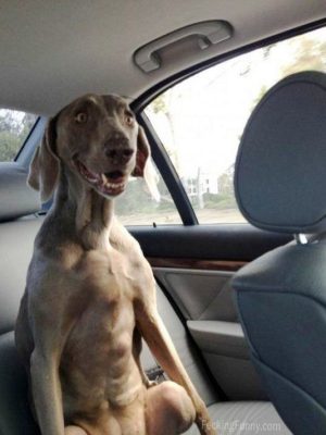 Cool dog in car