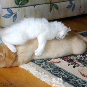 funny-dog-and-cat