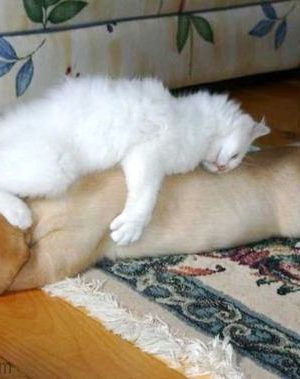 Dog sleeping with cat!