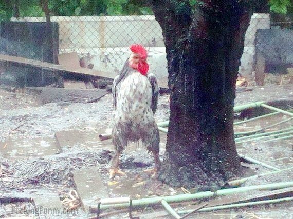 funny-standing-cock