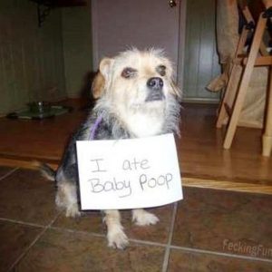 guilty-dog-eating-baby-poop
