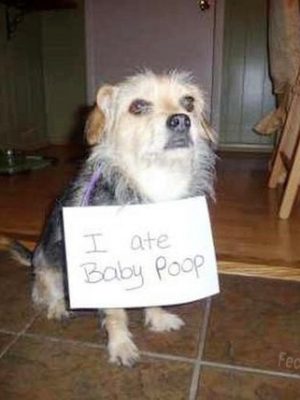 Guilty dog: eating baby poop