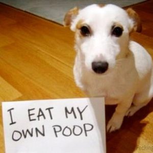 guilty-dog-eating-own-poop