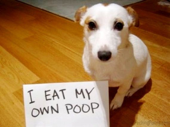 guilty-dog-eating-own-poop