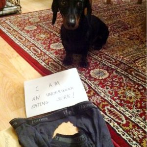 guilty-dog-eating-underwear