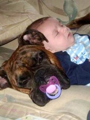 dog pillow