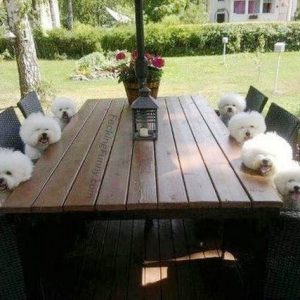 dogs-waiting-for-breakfast