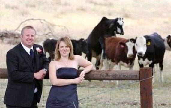 photo-bomb-mating-cow