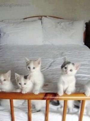 Cats waiting for bedtime story
