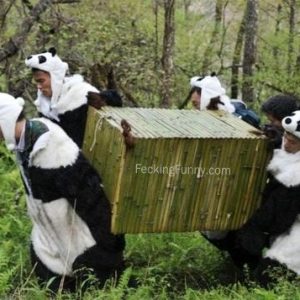 fake-pandas-in-zoo