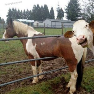 stuck-cow