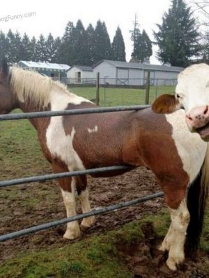 Stuck cow