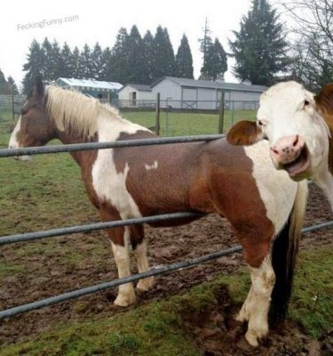 stuck-cow