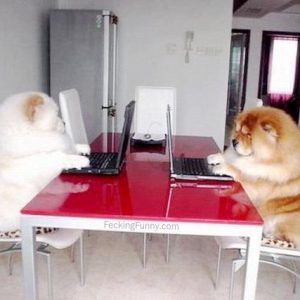 two-chatting-dogs