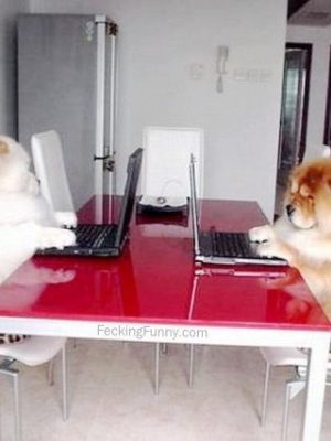 Two chatting dogs