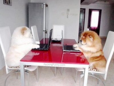 two-chatting-dogs
