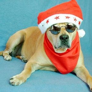 Christmas-dog