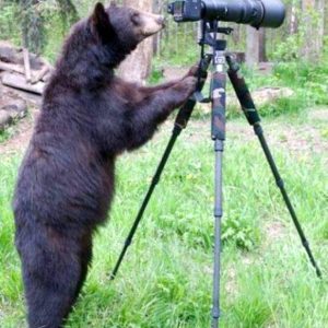 bear-playing-camera
