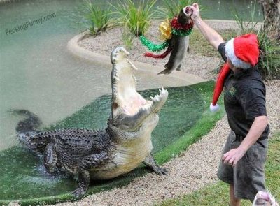 christmas-gift-for-crocodile