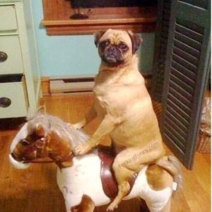 dogs-horse-ride