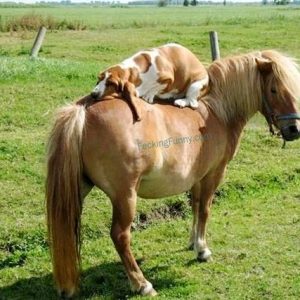 funny-dog-horse-riding