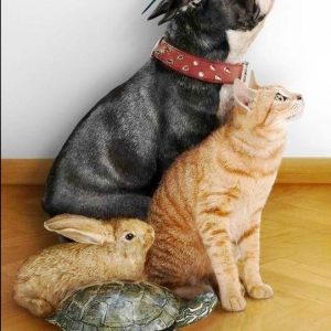 interspecies-friendships