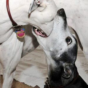 two-dogs-deep-kissing