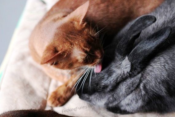 unlikely-relationship-cat0-and-rabbit