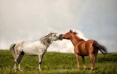 deep-kissing-horses