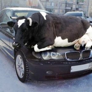 moving-a-cow