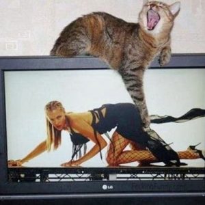 cat-touching-butts-in-tv
