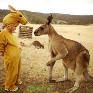 funny-kangaroo