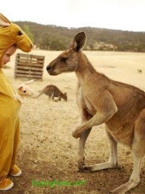 Funny kangaroo with child