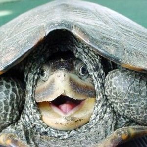funny-turtle-showing head