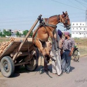 overloaded-horse-cart