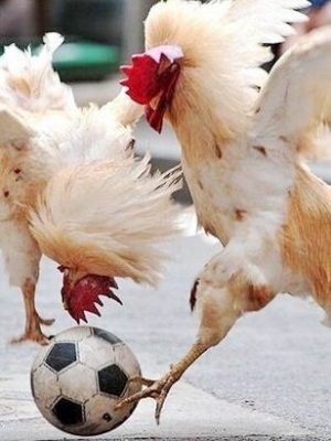 Even roosters can play soccer