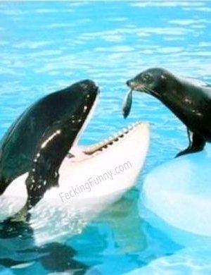 Sea lion  feeding mother