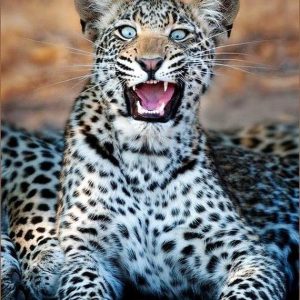 shocked-leopard