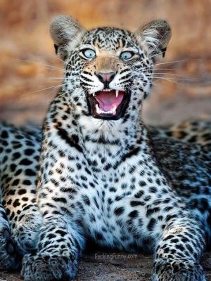 Shocked leopard