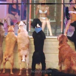 dogs-watching-window-girls