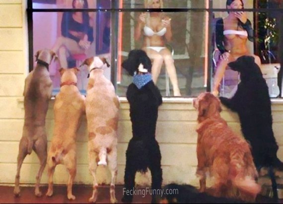dogs-watching-window-girls