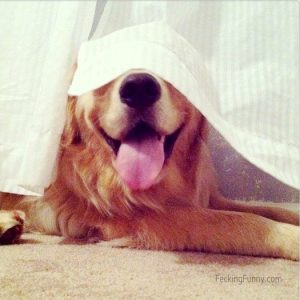 dogs-who-suck-Hide-And-Seek-covering-eyes-with-curtain
